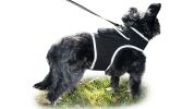 Find Pet Easily with Pet Tracker Mini GPS Collar for Dogs Tracking Device Size:L
